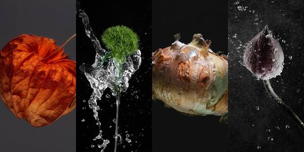 Meowhaus design　野菜と水写真