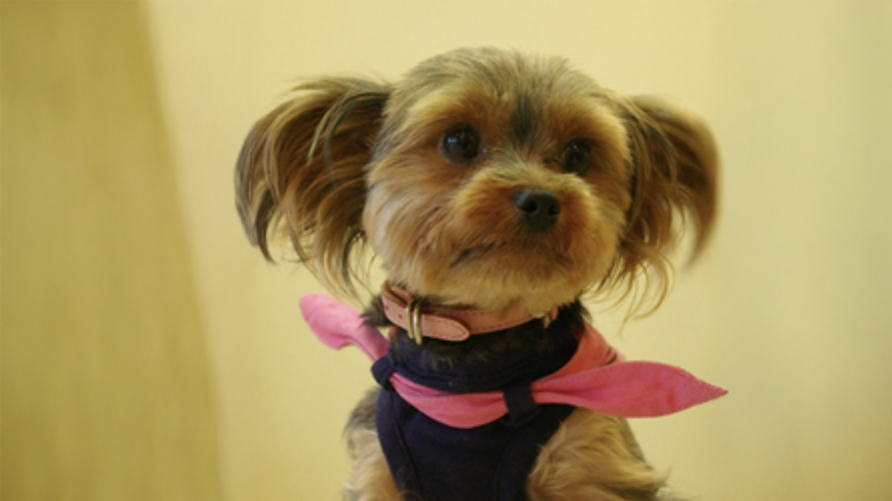 ヘアースタジオアクタージュ看板犬