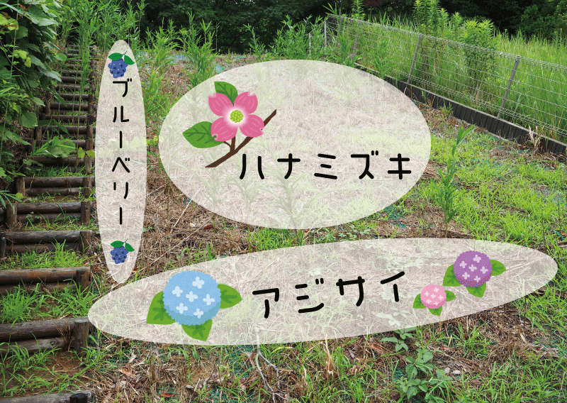 ハナミズキ　あじさい　ブルーベリー