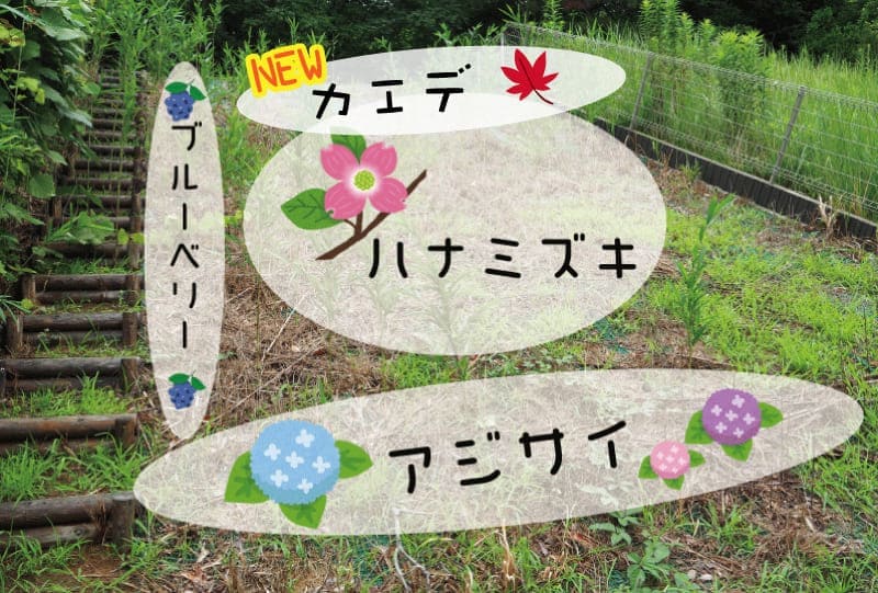 アジサイ・ハナミズキ・ブルーベリー・NEWカエデ
