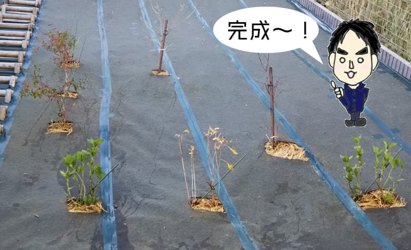 植え込み完成の図